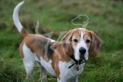 Beagle