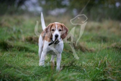 Beagle