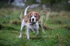 Beagle