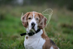 Beagle