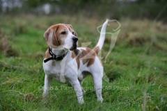 Beagle