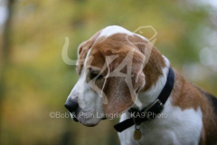 Beagle