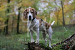 Beagle