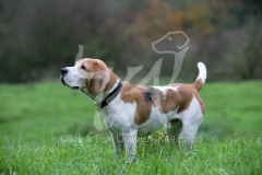 Beagle