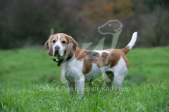 Beagle