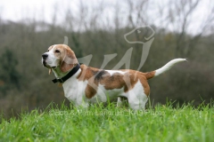 Beagle