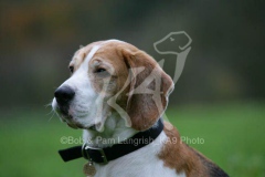 Beagle