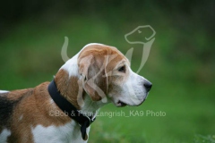 Beagle