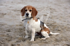 Beagle