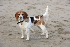 Beagle