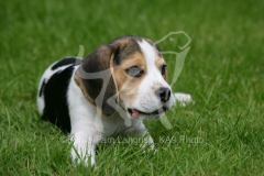 Beagle