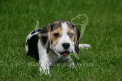 Beagle