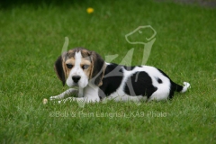 Beagle