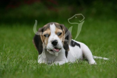 Beagle