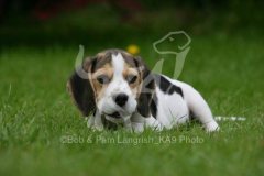 Beagle