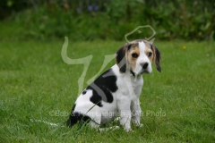 Beagle