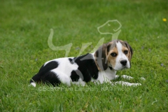 Beagle