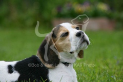 Beagle