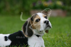 Beagle