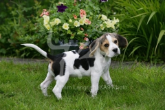 Beagle