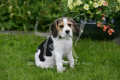 Beagle