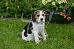 Beagle