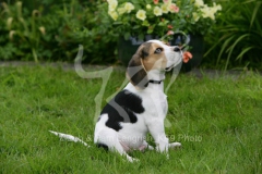 Beagle