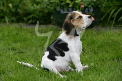 Beagle