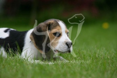 Beagle