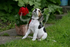 Beagle