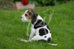 Beagle