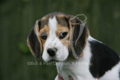 Beagle