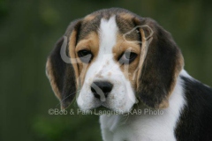 Beagle