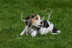 Beagle