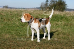 Beagle