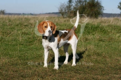 Beagle