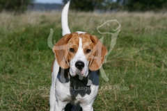 Beagle