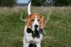 Beagle