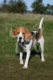 Beagle