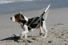 Beagle