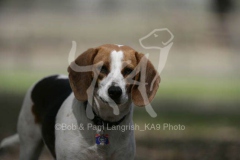 Beagle