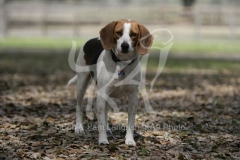 Beagle