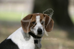 Beagle