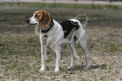 Beagle