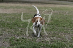 Beagle