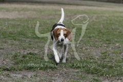 Beagle