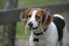 Beagle