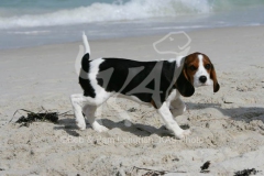 Beagle