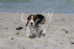 Beagle