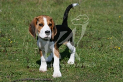 Beagle